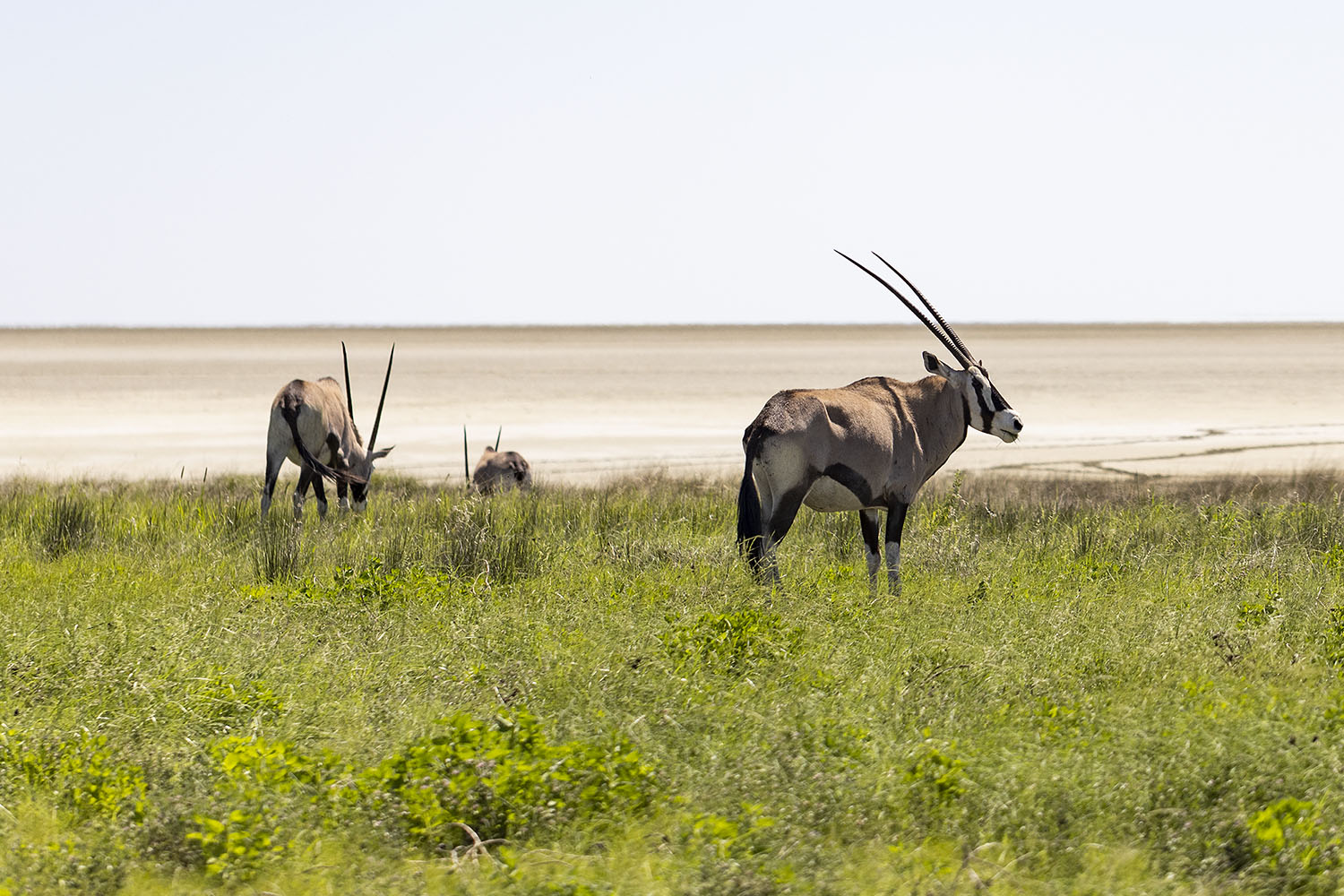 13 - Etosha 